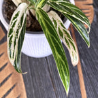 Aglaonema 'Zebra Feather'