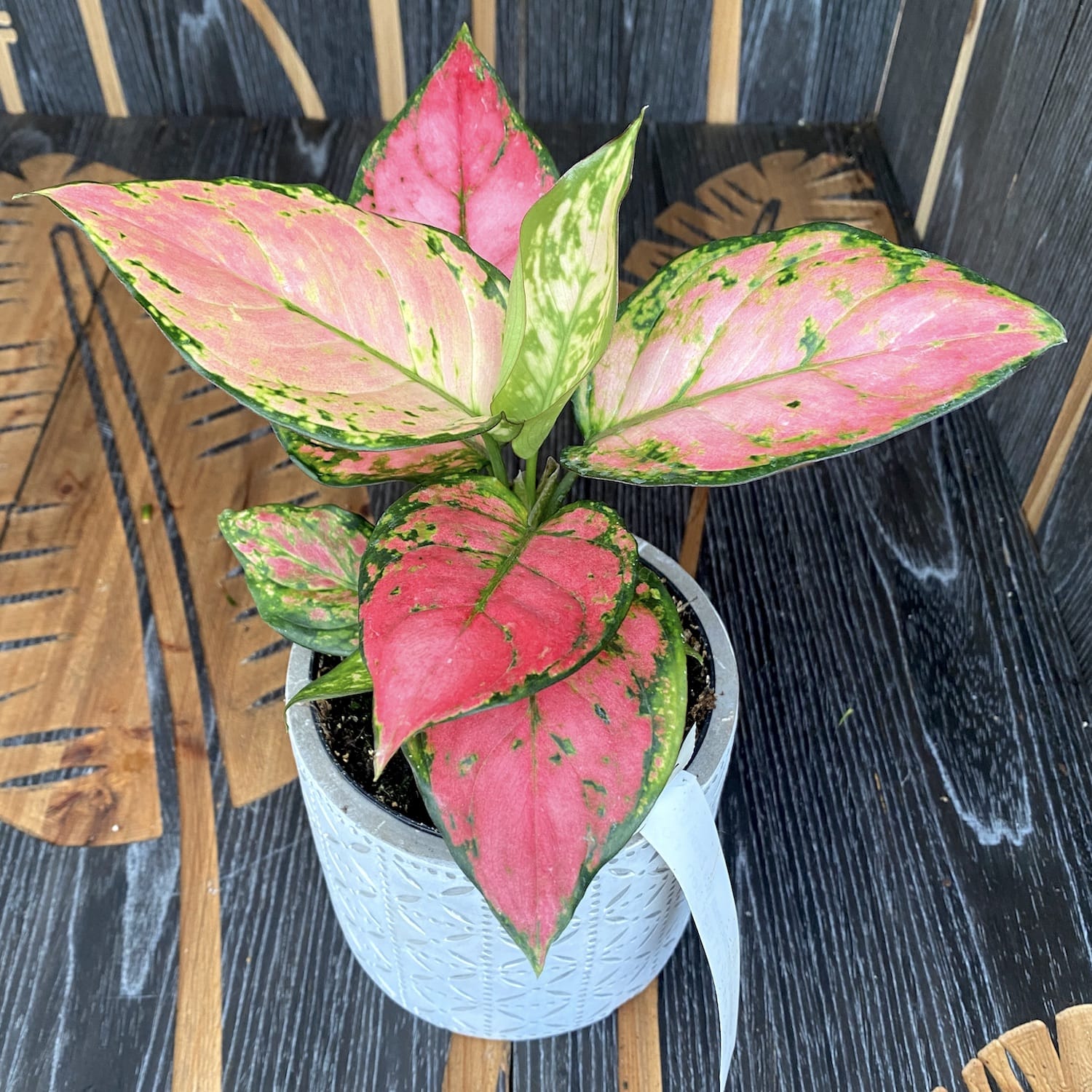 Aglaonema commutatum Red Zircon
