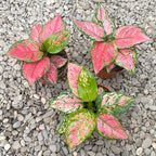 Aglaonema commutatum Red Zircon