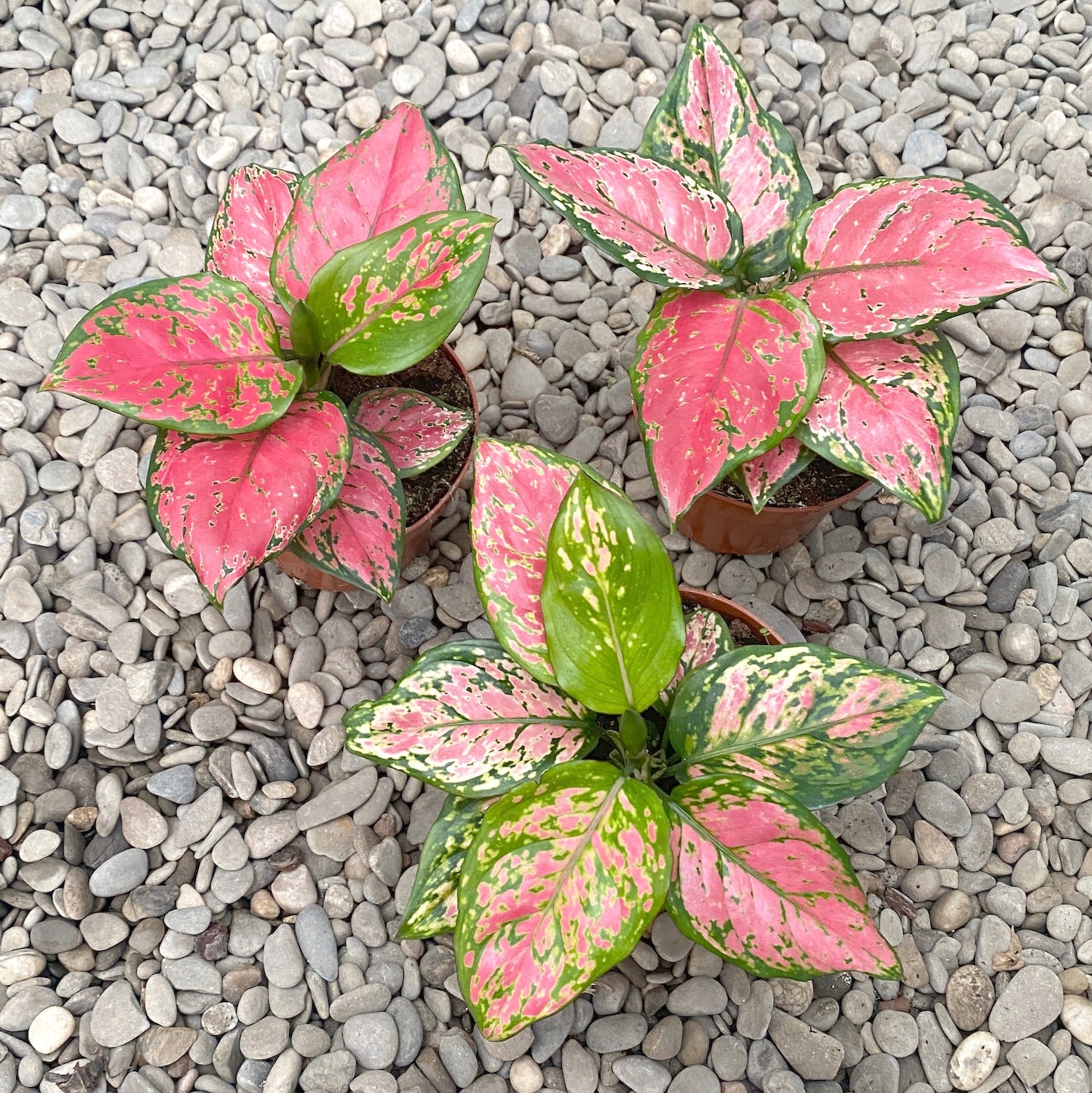Aglaonema commutatum Red Zircon