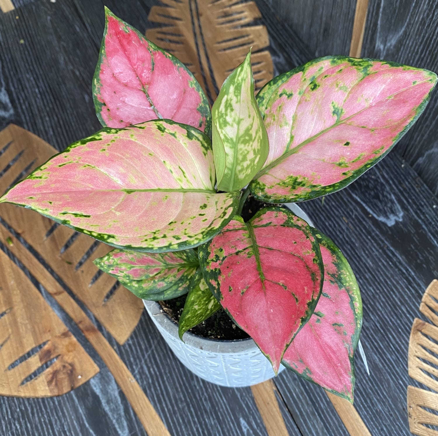 Aglaonema commutatum Red Zircon