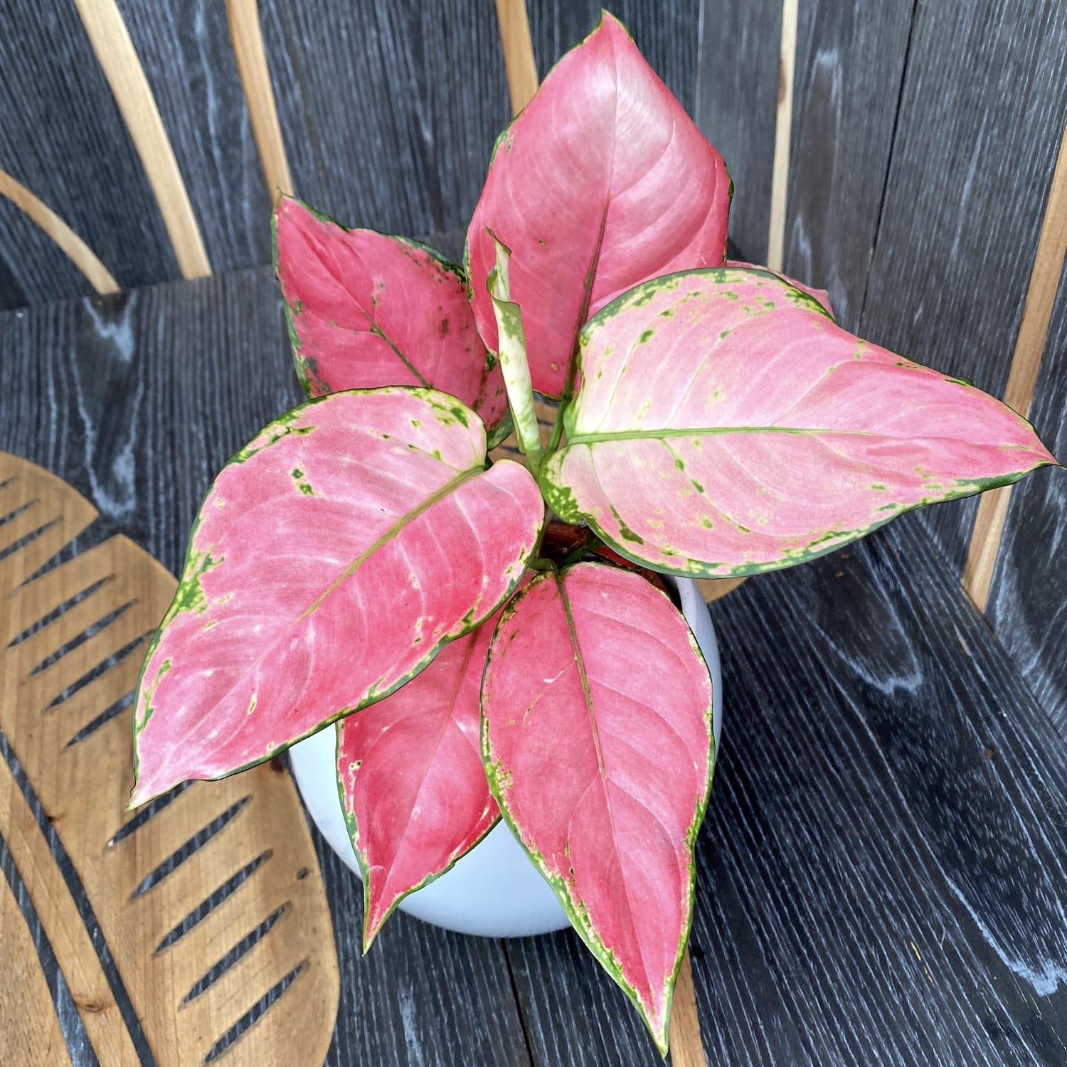 Aglaonema Pink Star