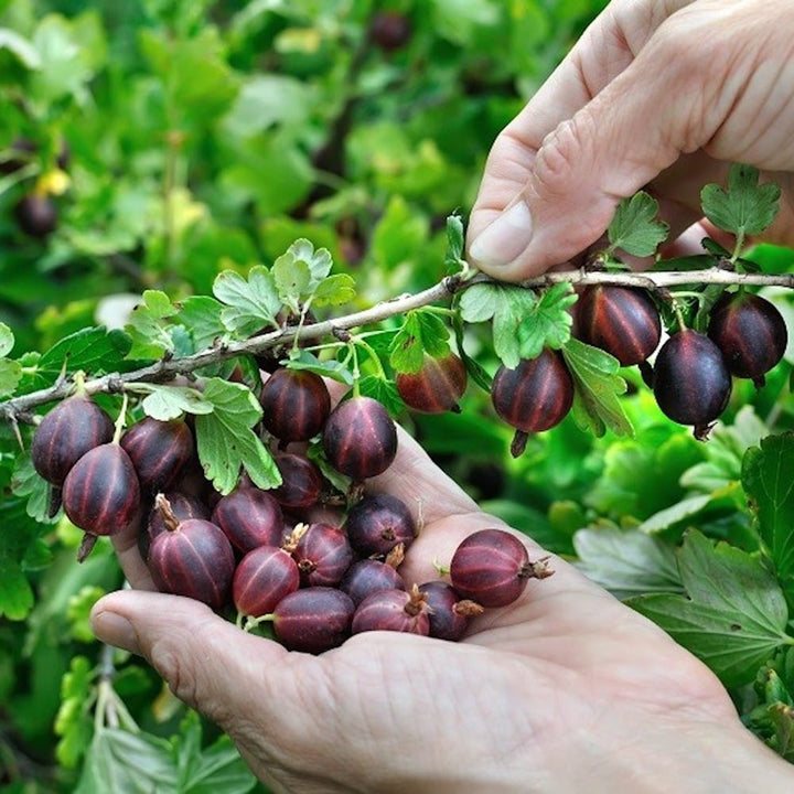 Agris rosu - Ribes uva-crispa 'Lady Late'