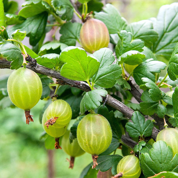 Agris verde fara spini - Ribes uva-crispa 'Tatjana'