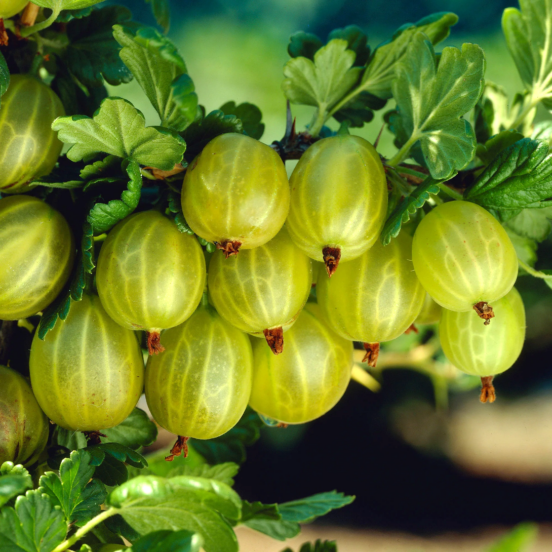 Ribes uva-crispa 'Lady Sun'