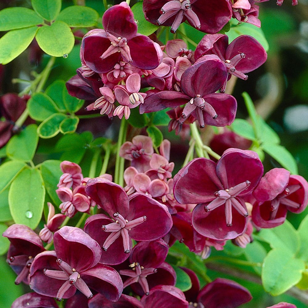 Flori Akebia Quinata