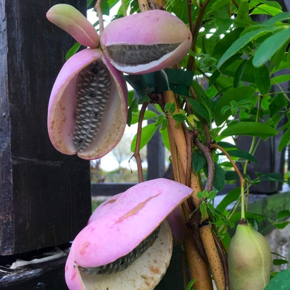 Fructe Akebia quinata - Vita de ciocolata