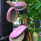 Fructe Akebia quinata - Vita de ciocolata