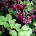 Akebia Quinata - Inflorire vita de ciocolata