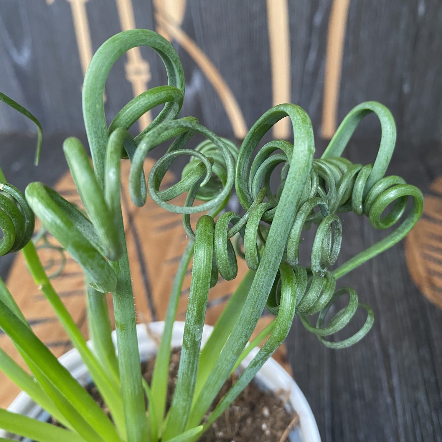 Albuca spiralis Frizzle Sizzle