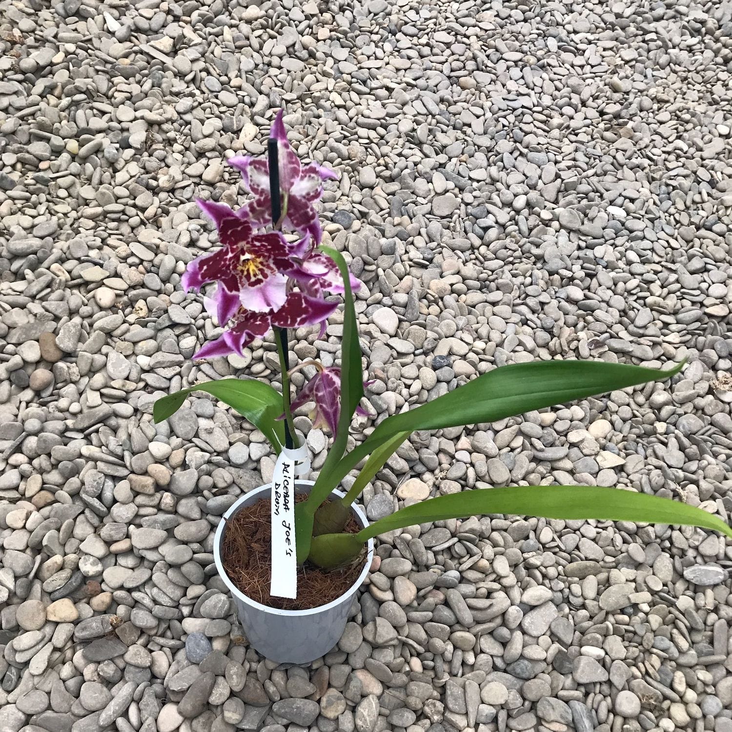 Aliceara Joe's Drum fragrant