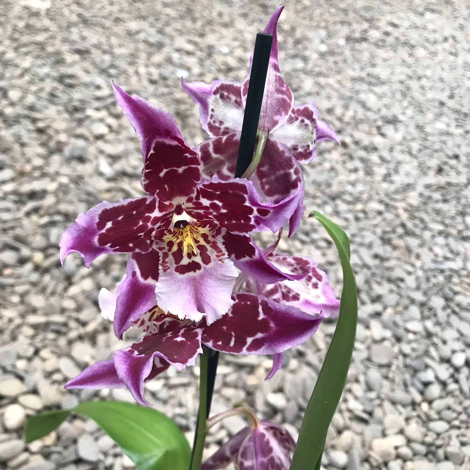 Aliceara Joe's Drum fragrant