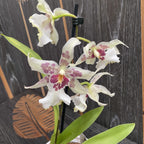 Aliceara Tahoma Glacier parfumata