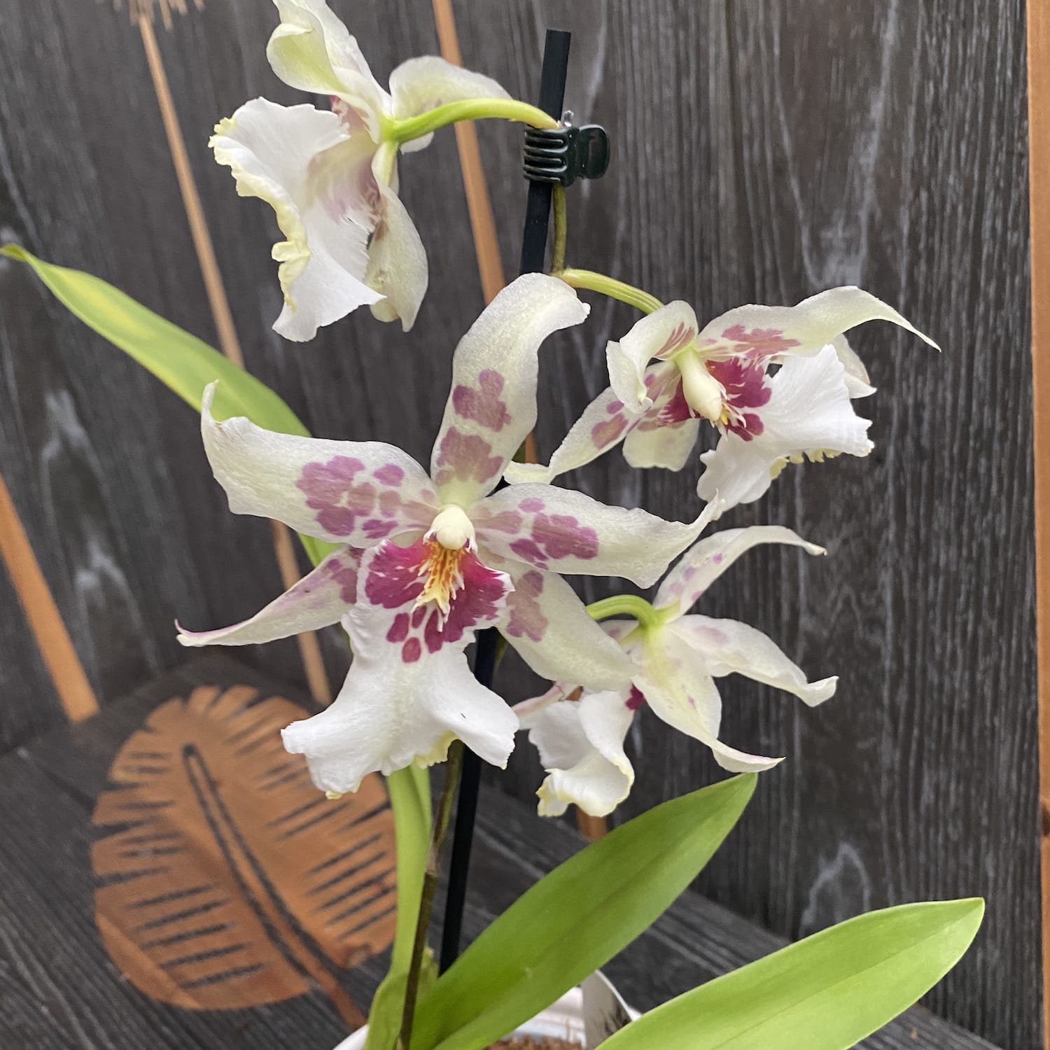 Aliceara Tahoma Glacier duftend