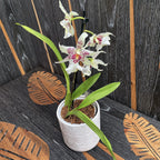 Aliceara Tahoma Glacier parfumata