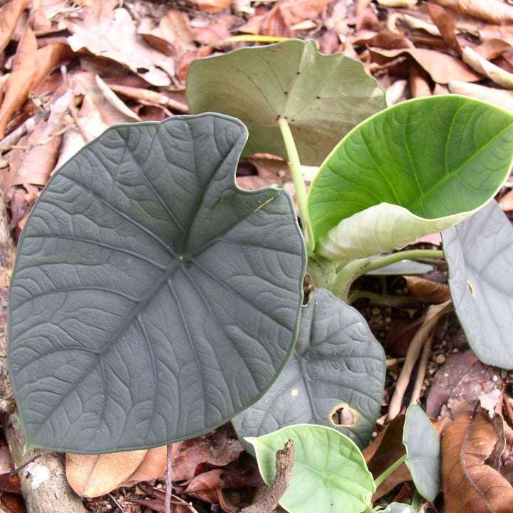 Alocasia chaii