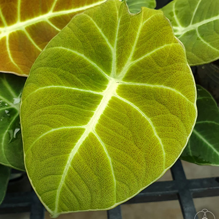 Alocasia reginula 'Green Velvet'