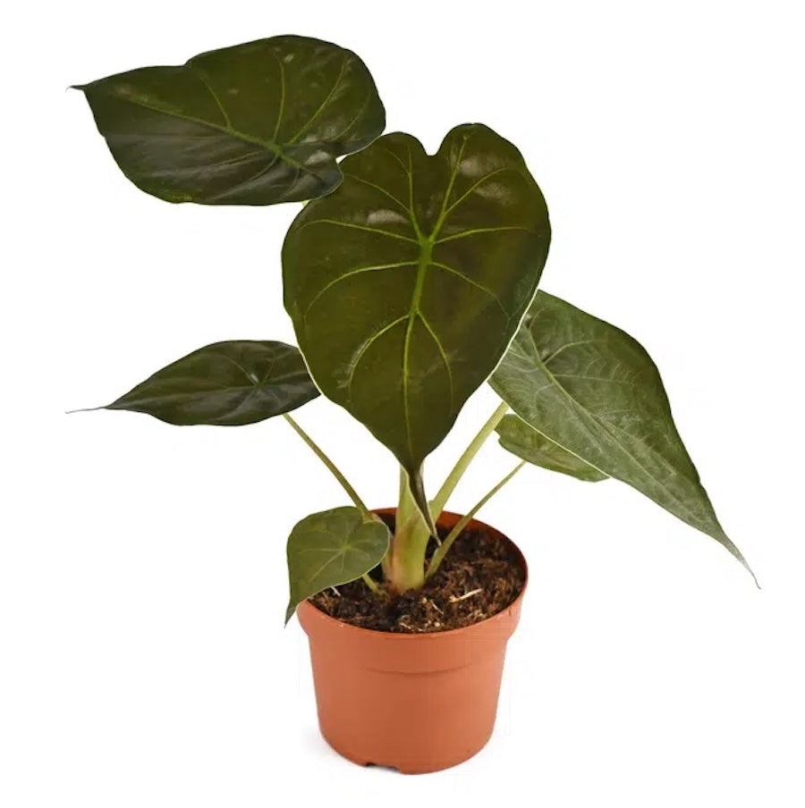 Alocasia wentii - Urechea elefantului