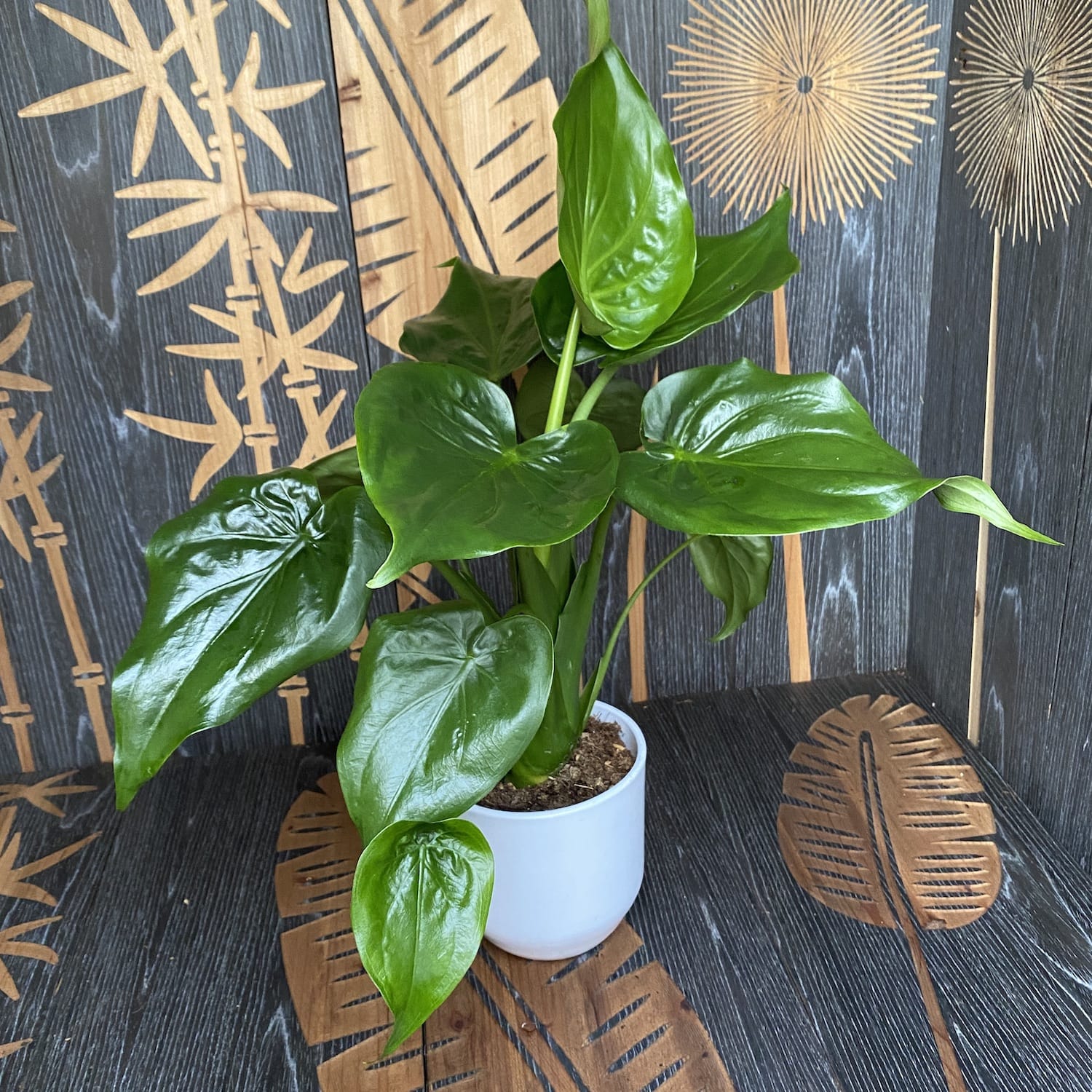 Alocasia Cucullata D14