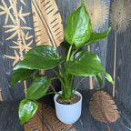 Alocasia Cucullata D14