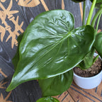 Alocasia Cucullata D14