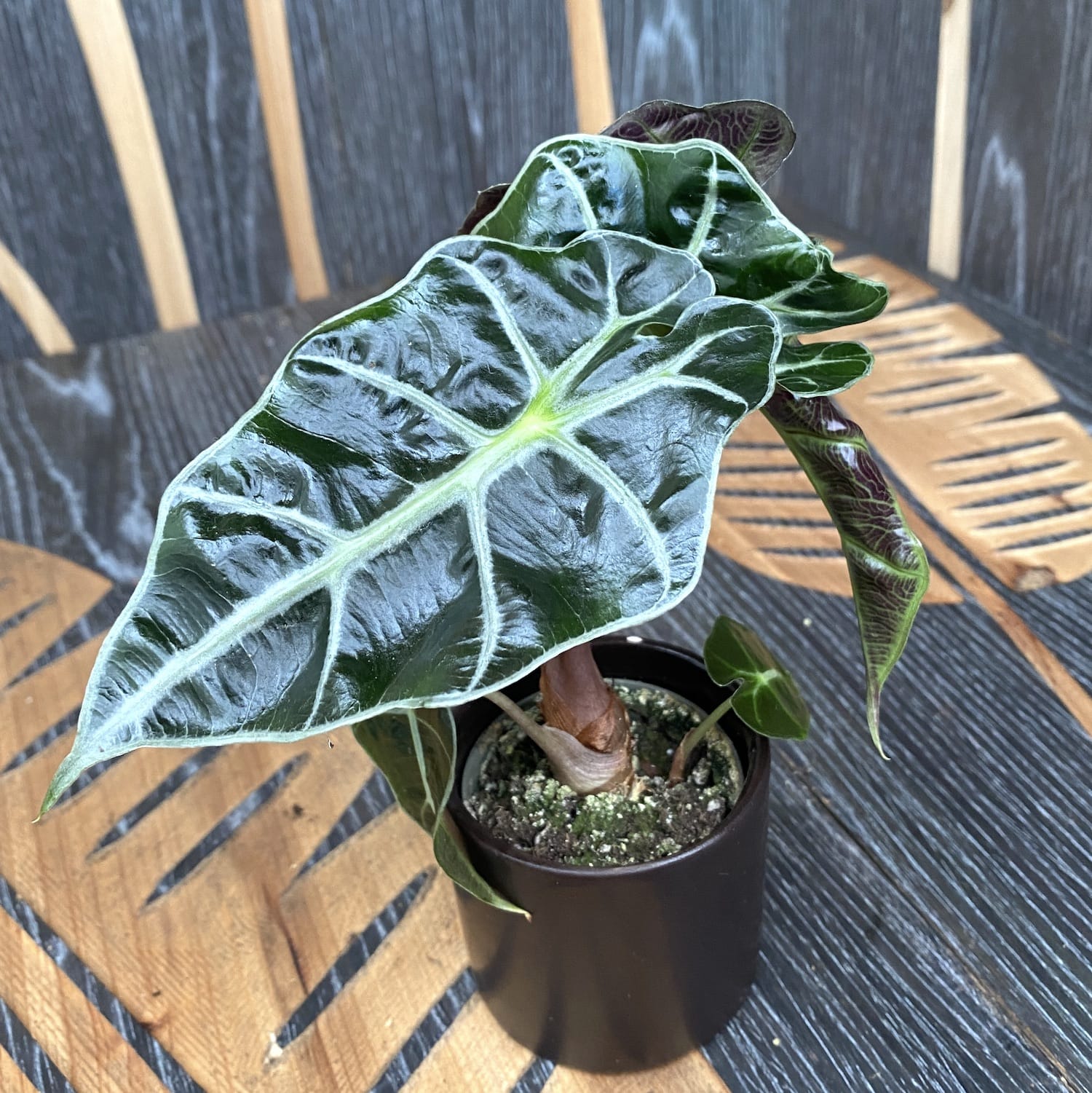 Alocasia Curly Bambino *babyplant