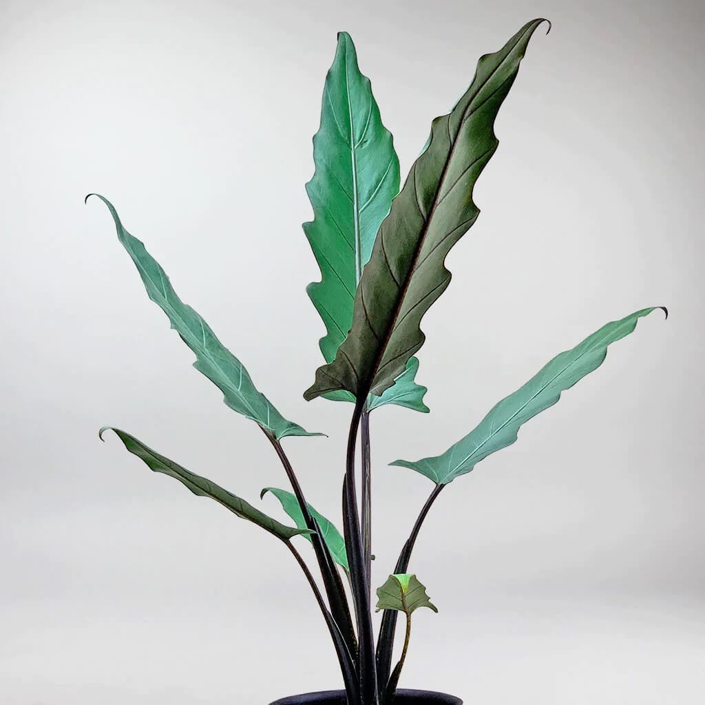 Alocasia Lauterbachiana