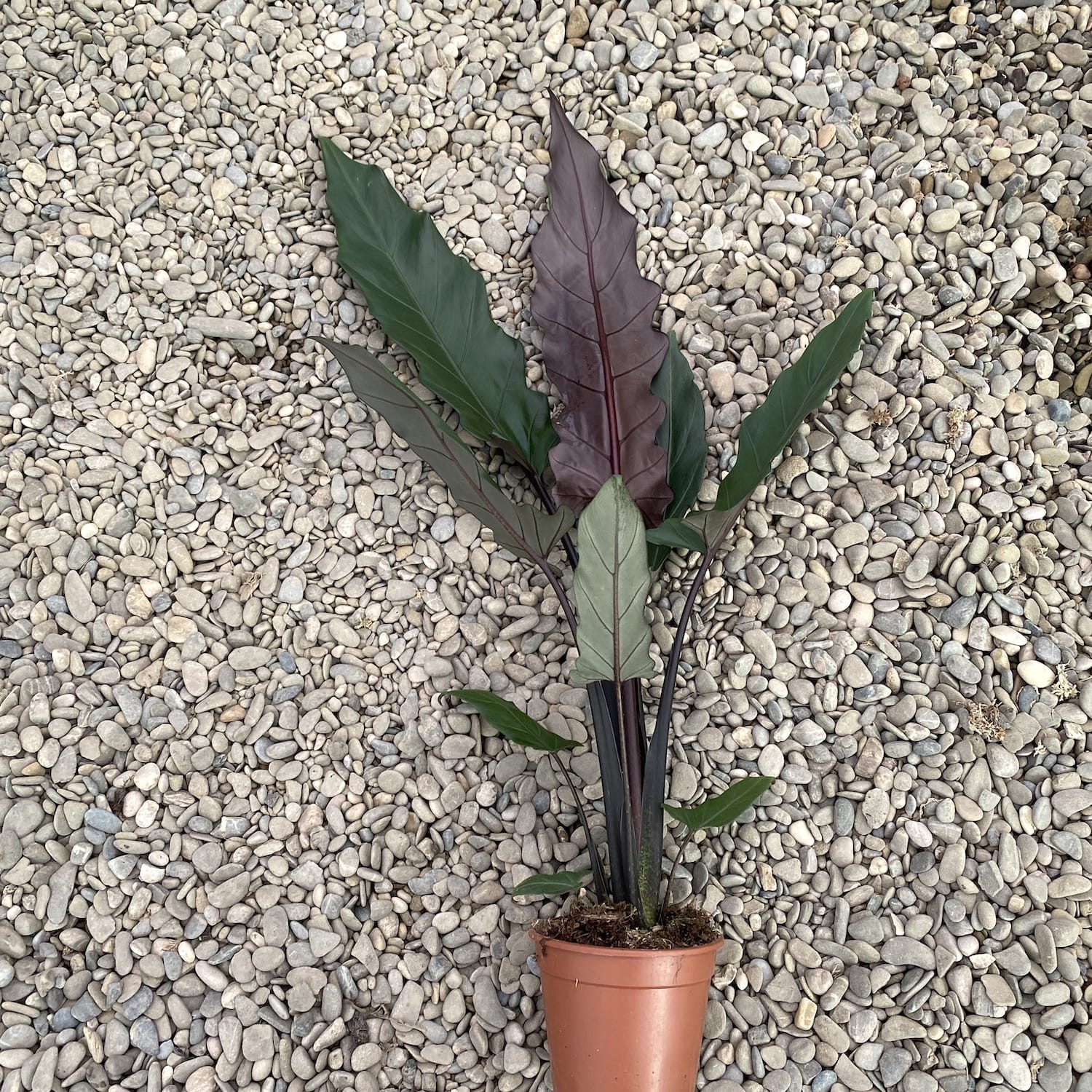 Alocasia Lauterbachiana