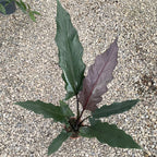 Alokázia Lauterbachiana