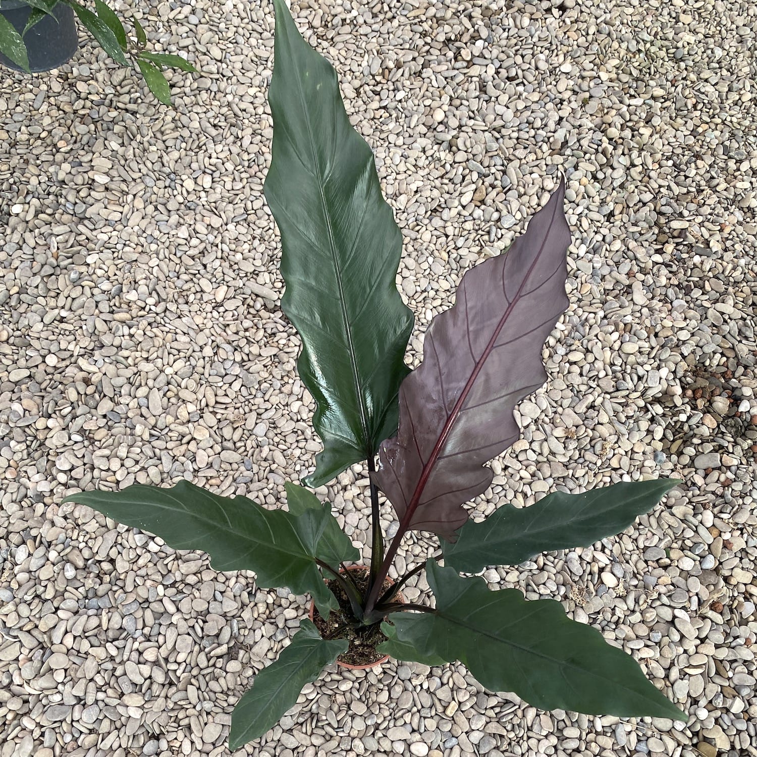 Alocasia Lauterbachiana