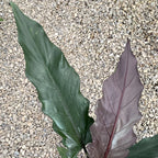 Alokázia Lauterbachiana