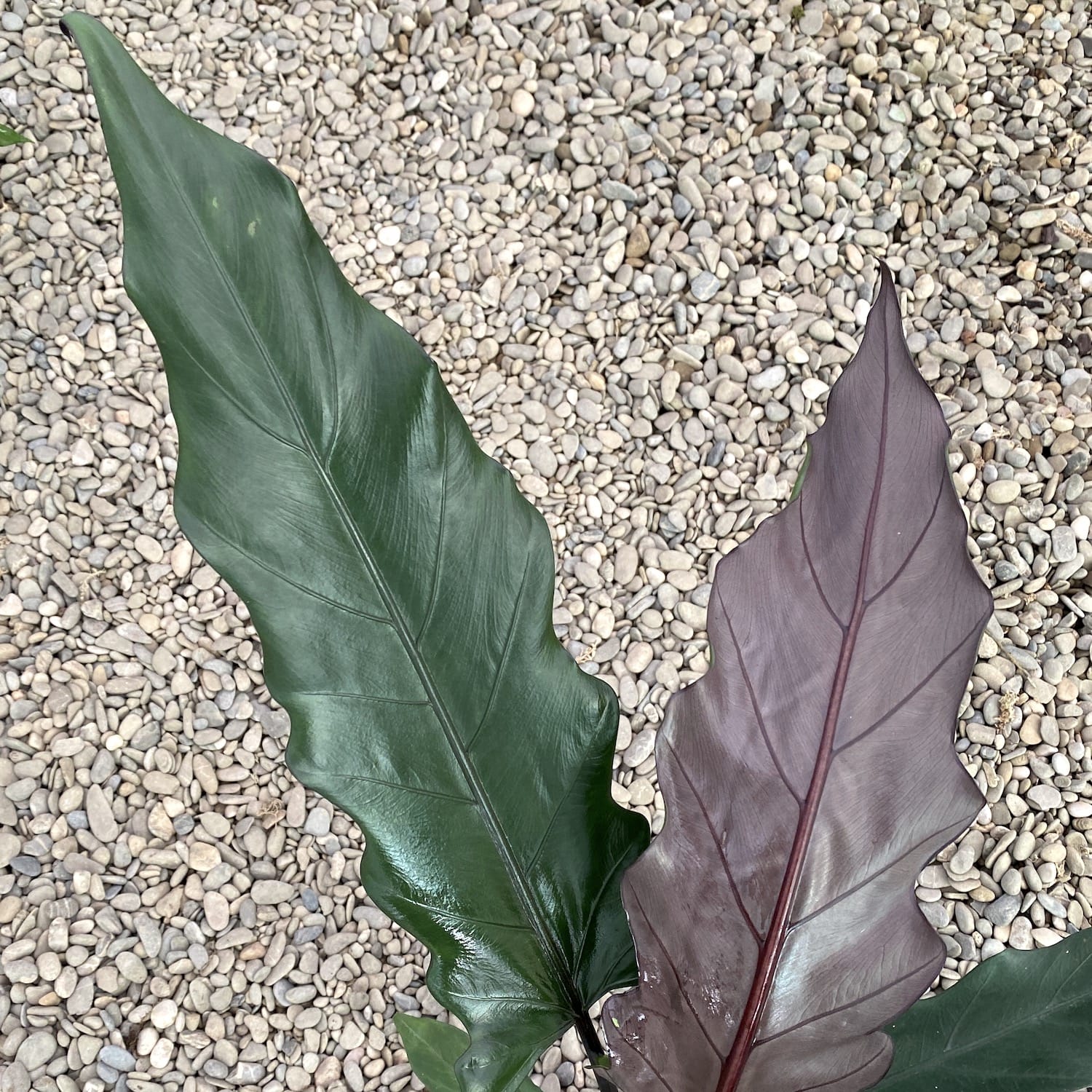 Alocasia Lauterbachiana