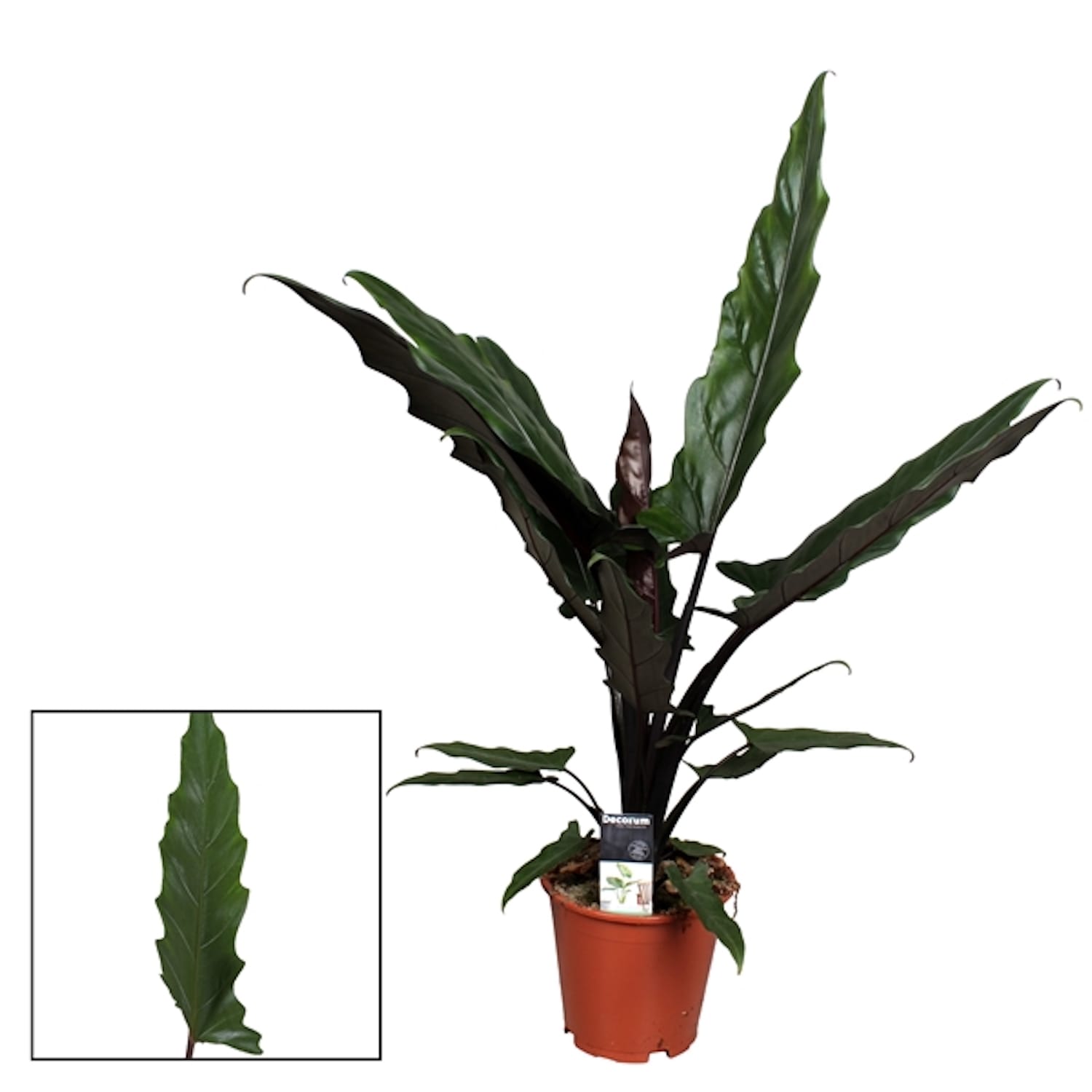 Alocasia Lauterbachiana
