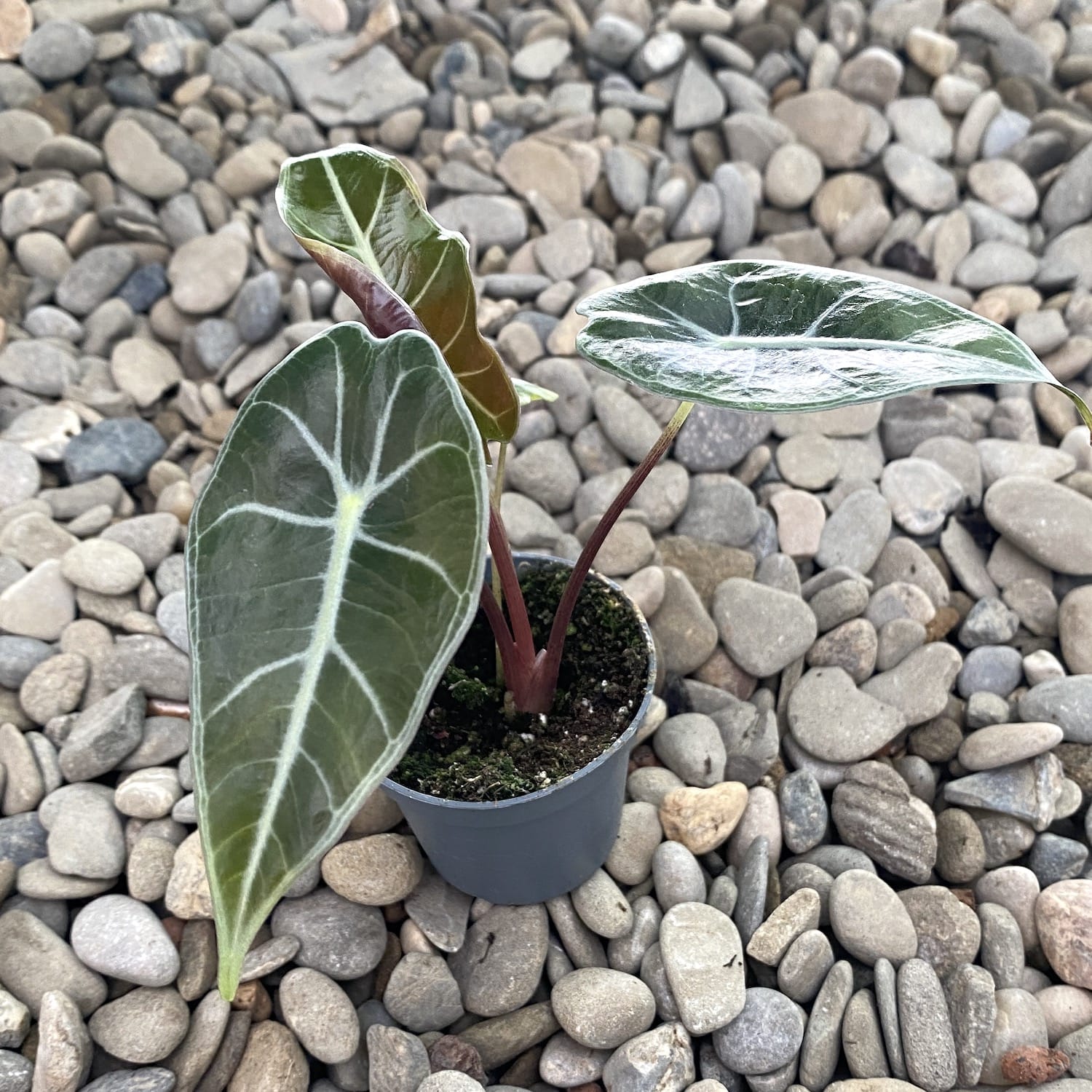 Alocasia longiloba Dragon's tooth * babyplant