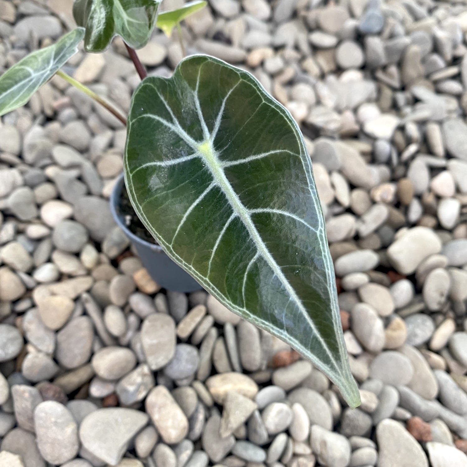Alocasia longiloba Dragon's tooth * babyplant