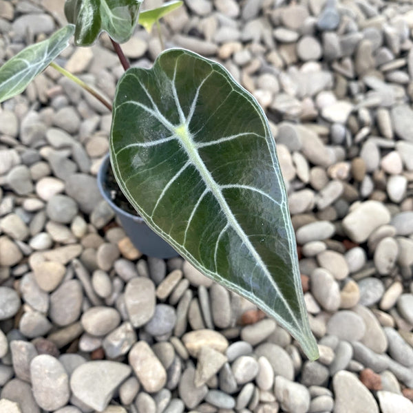 Alocasia longiloba Drachenzahn * Babypflanze