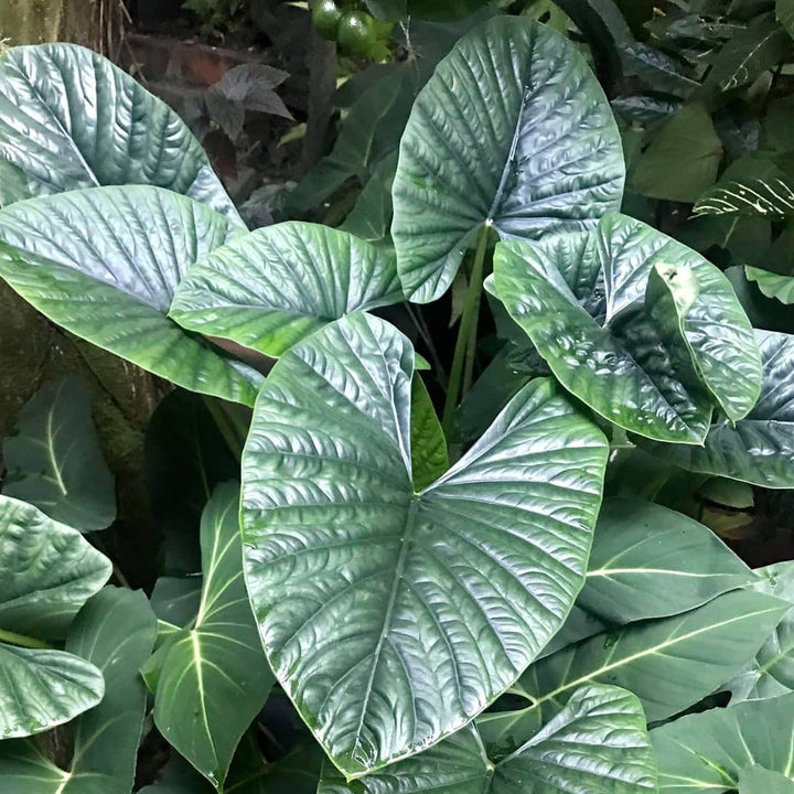 Alocasia 'Lukiwan'