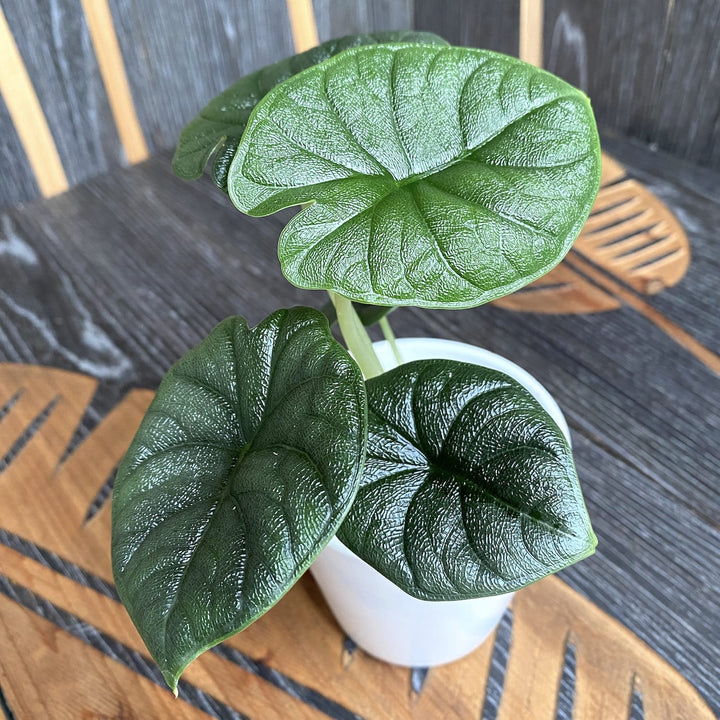 Alocasia Melo (Rugosa)