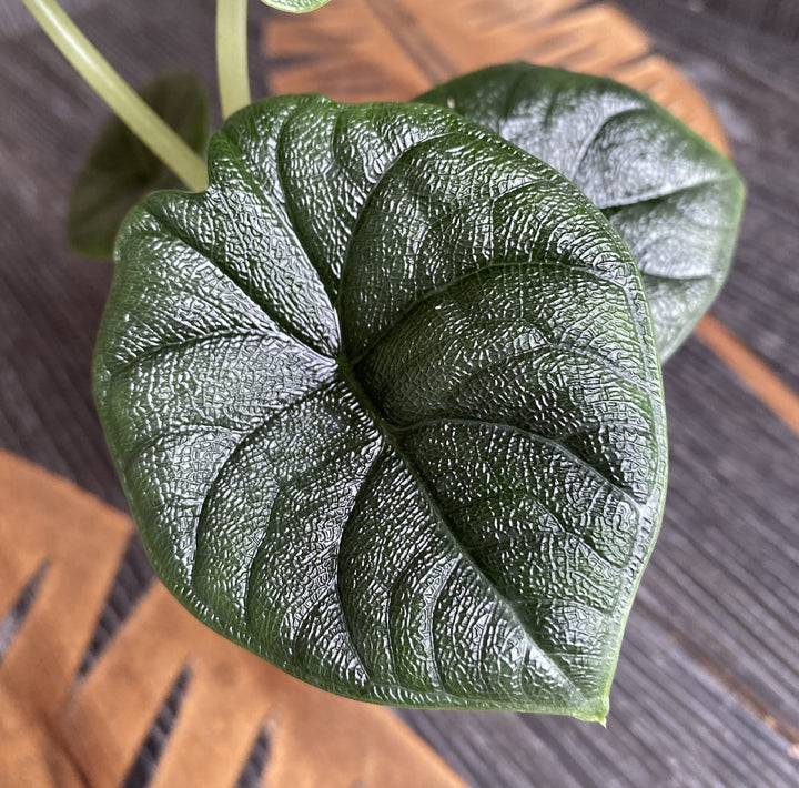 Alocasia Melo (Rugosa)