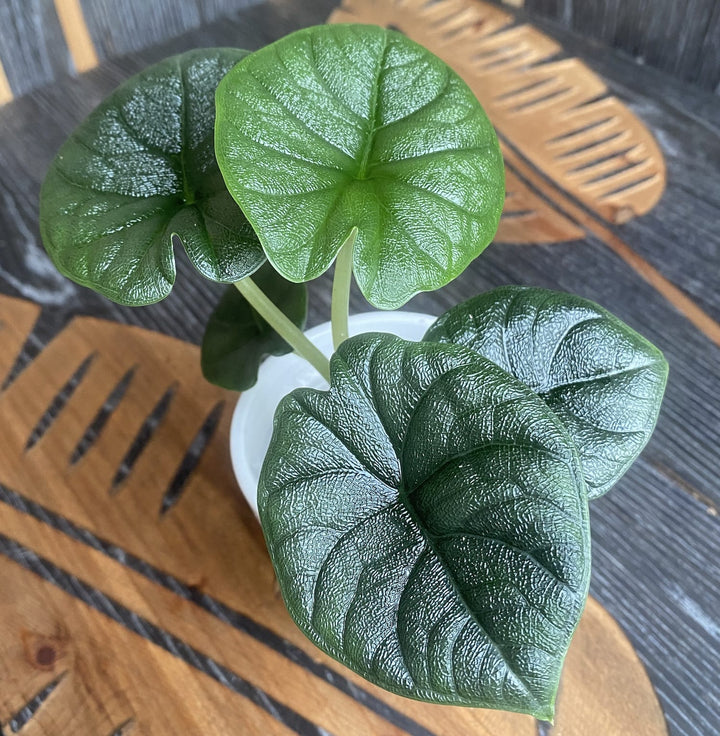 Alocasia Melo (Rugosa)