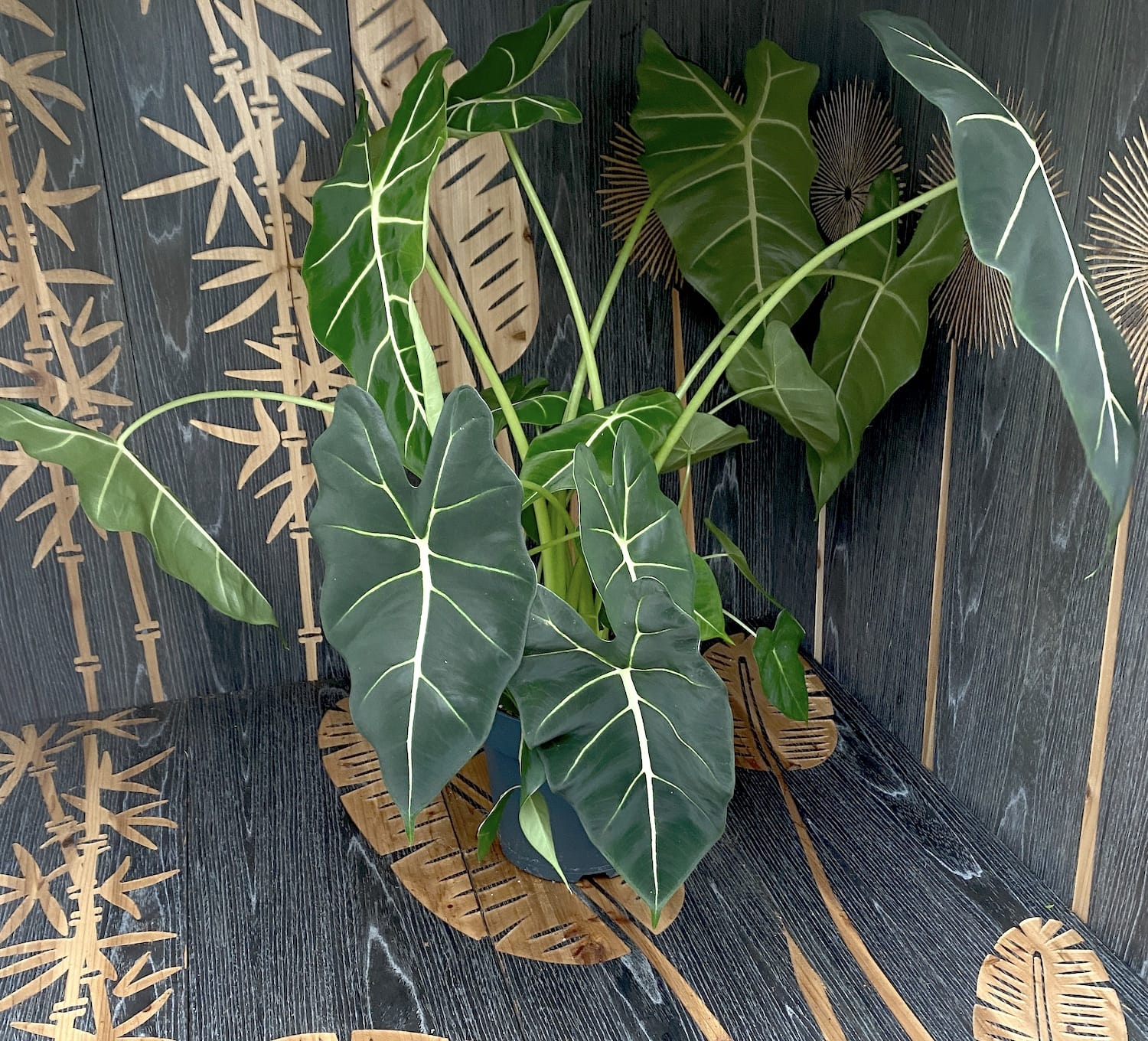 Alocasia Micholitziana 'Frydek' - exemplare XXL (minim 2 plante)