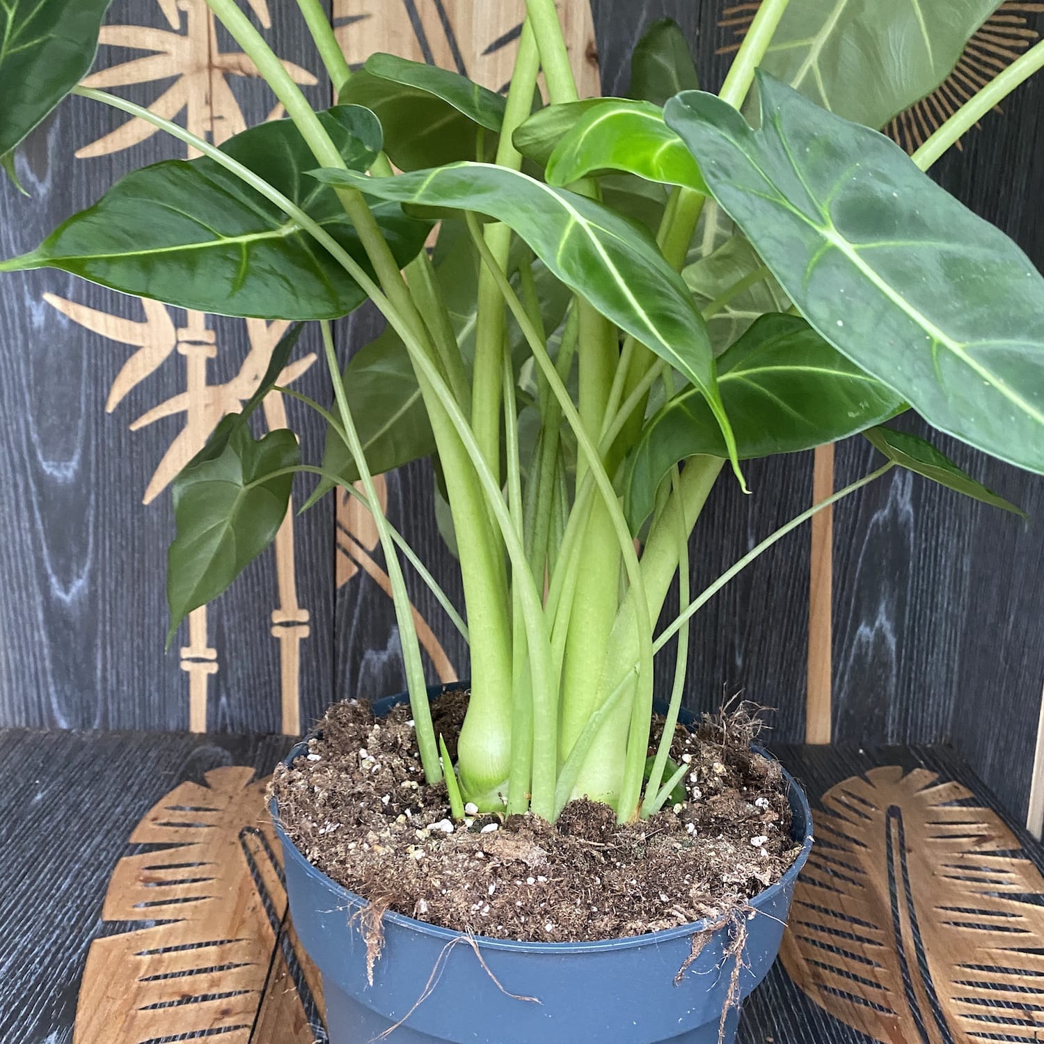 Alocasia Micholitziana 'Frydek' - exemplare XXL (minim 2 plante)