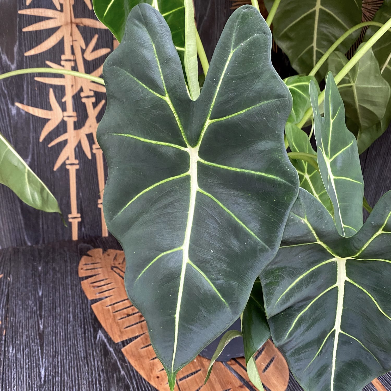 Alocasia Micholitziana 'Frydek' - exemplare XXL (minim 2 plante)