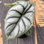 Alocasia Silver Dragon *babyplant