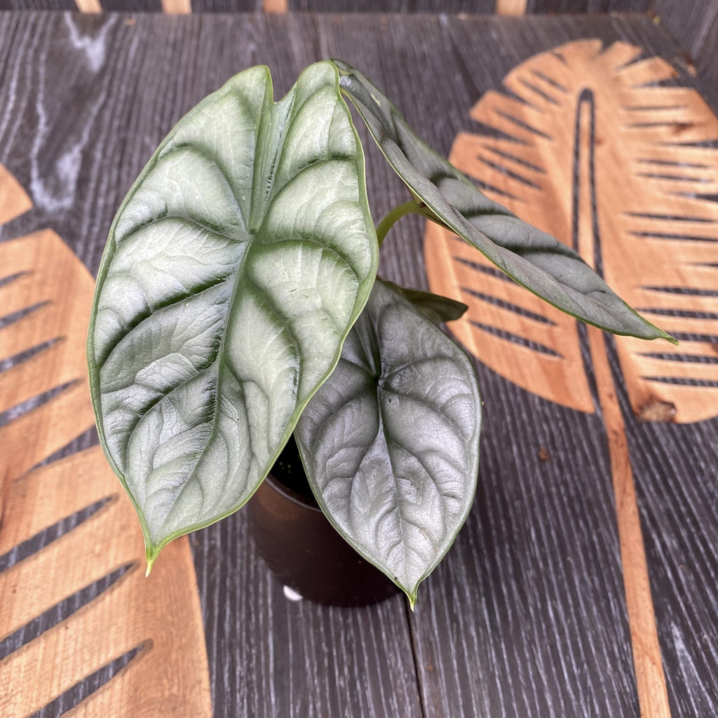Alocasia Silver Dragon *babyplant