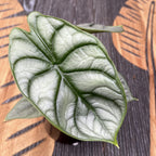 Alocasia Silver Dragon *babyplant
