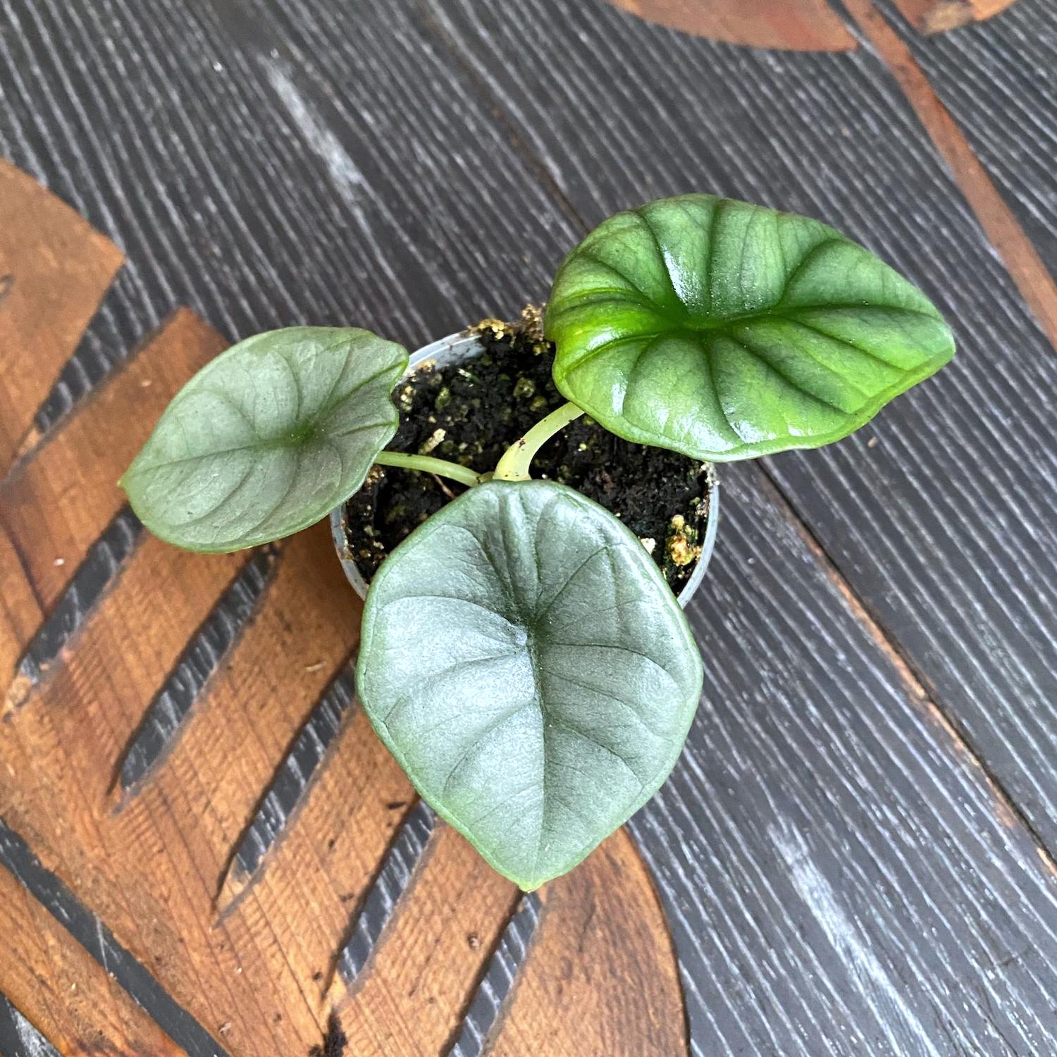 Alocasia Silver Nebula *babyplant