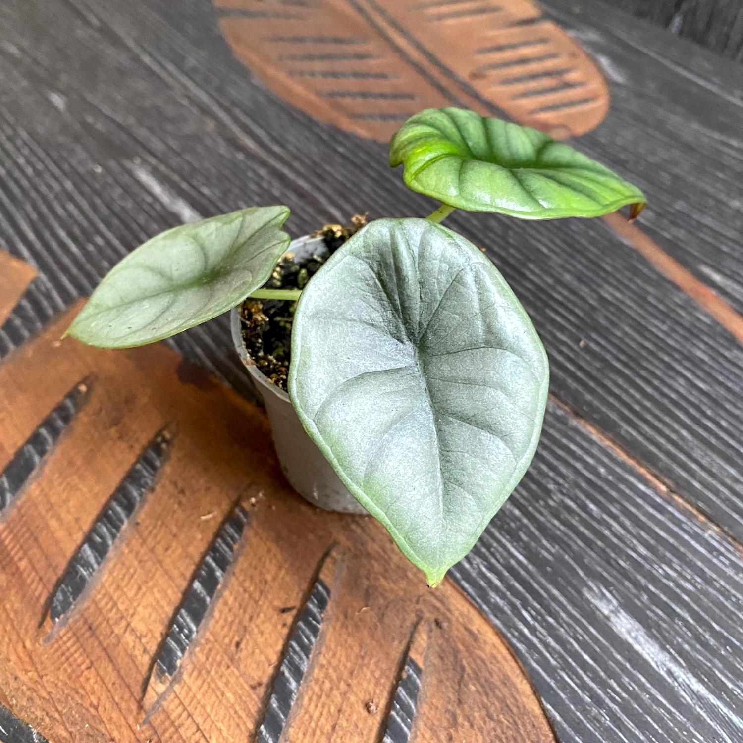 Alocasia Silver Nebula *babyplant