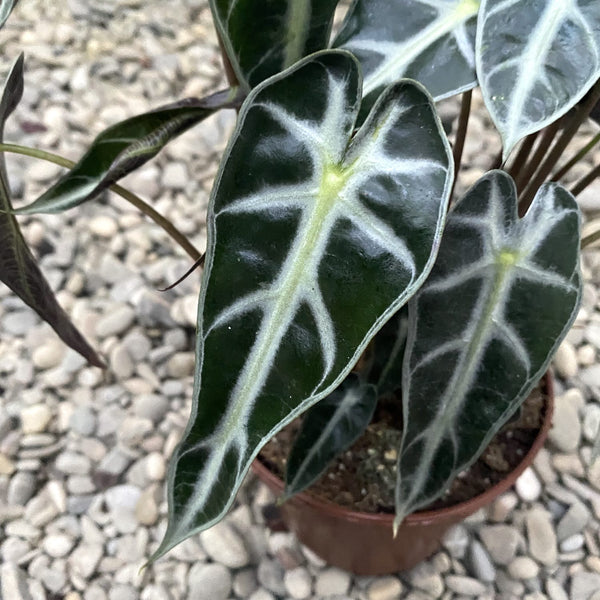 Alocasia 'Bambino Arrow' (2 Pflanzen/Topf)