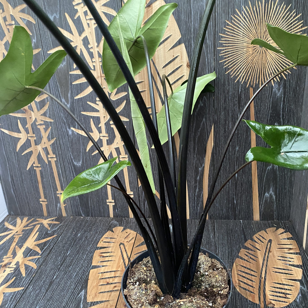 Alocasia 'Black Zebrina' (2 Pflanzen/Topf)